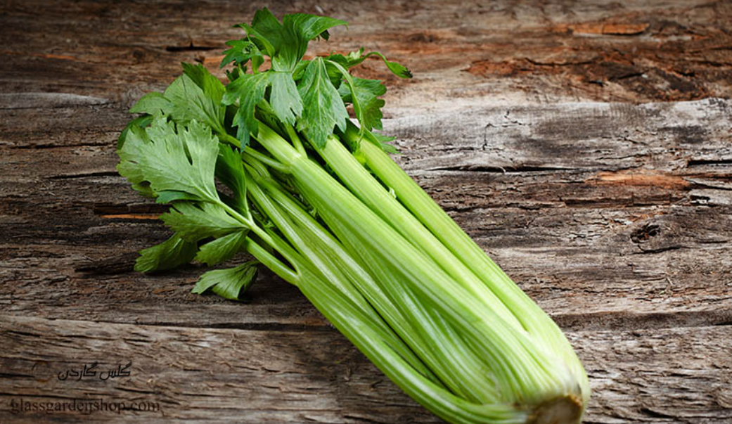 فروش اسفناج