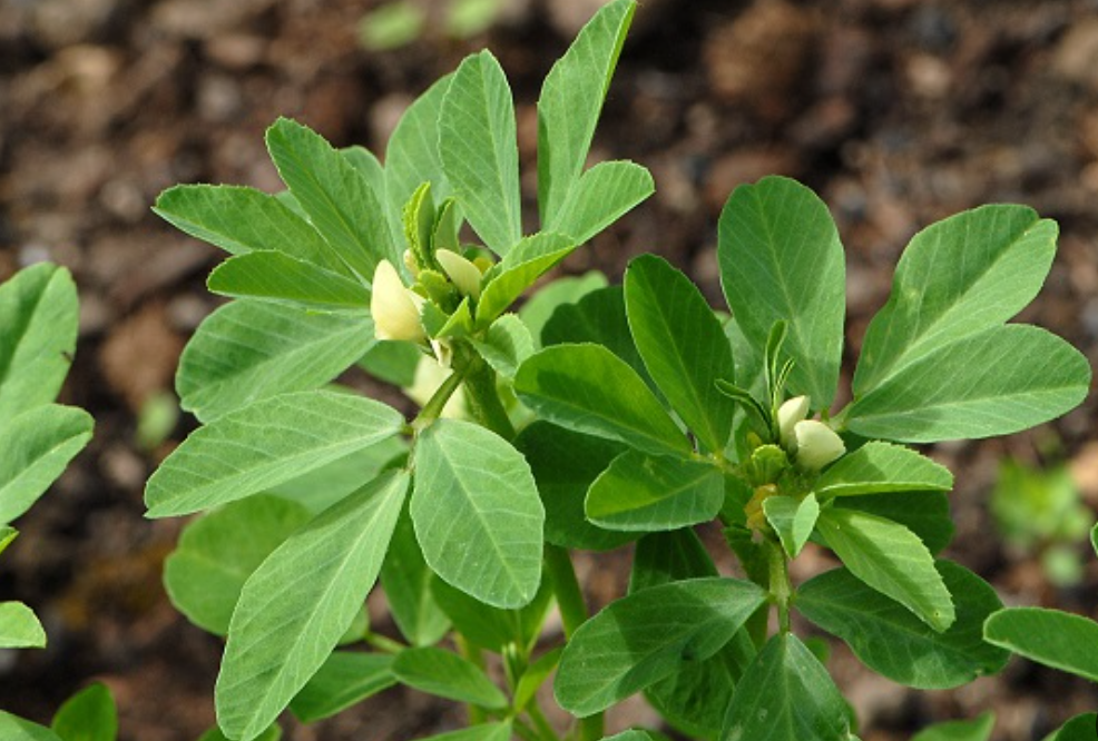 فروش شنبلیله