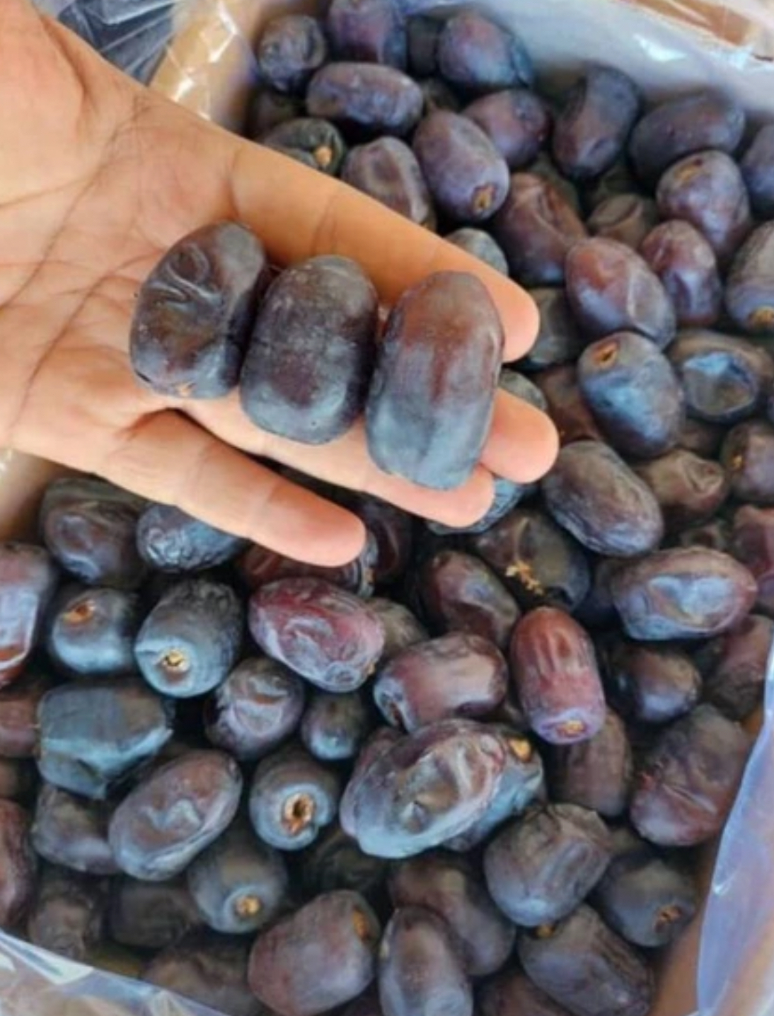 فروش خرما رطب