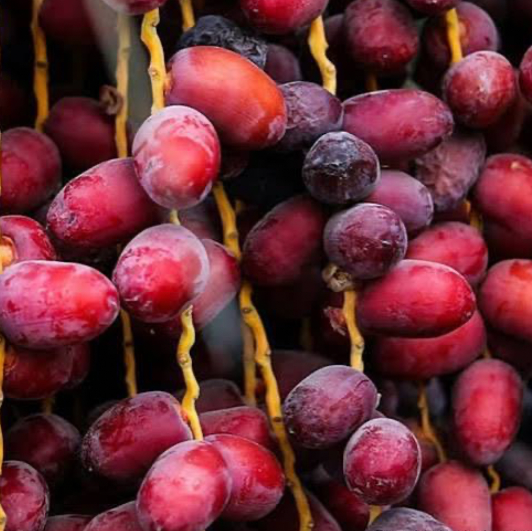 فروش خرما خارک