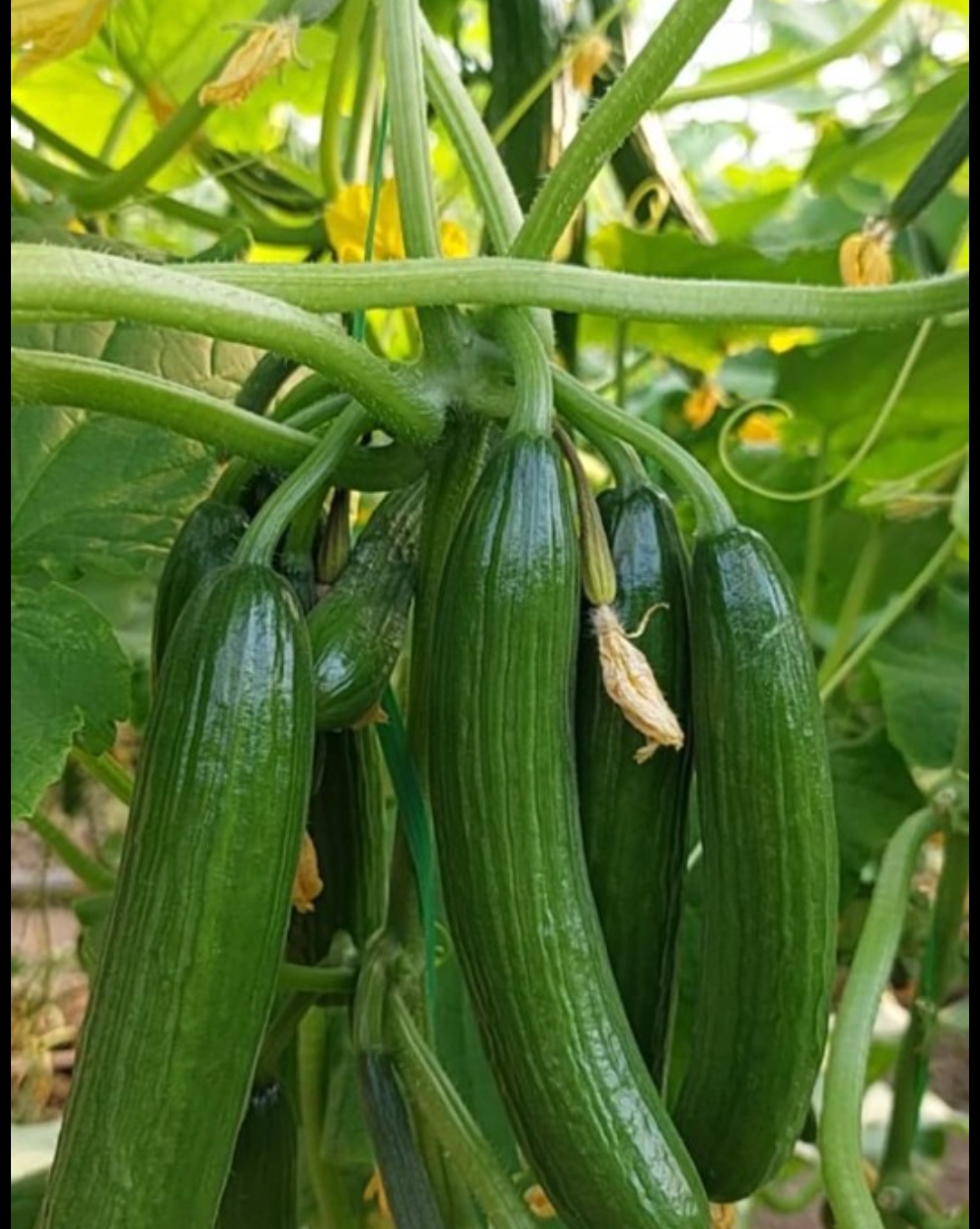 فروش خیار گلخانه ای