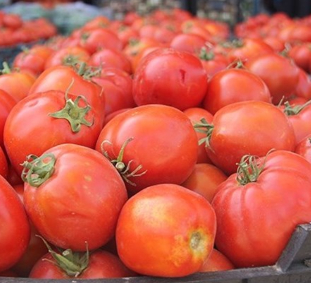 فروش گوجه فرنگی