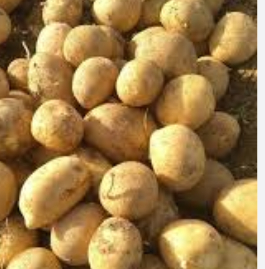 فروش سیب زمینی