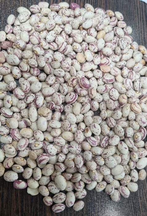 فروش لوبیا چیتی