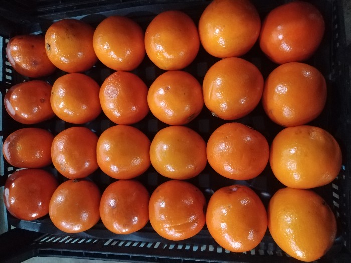 فروش پرتقال