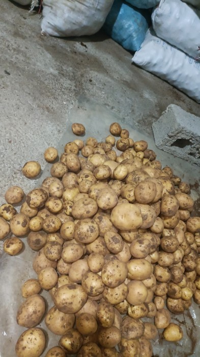 فروش سیب زمینی
