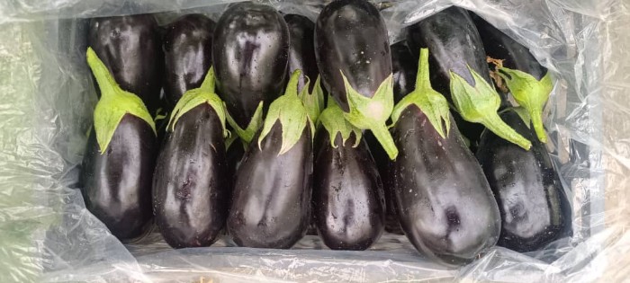 فروش بادمجان