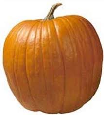 فروش کدوتخمی