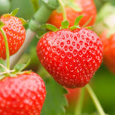 فروش توت فرنگی