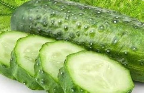 فروش خیار خاردار