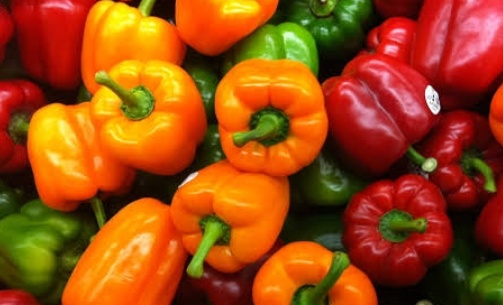 فروش فلفل دلمه ای