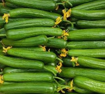 فروش خیار خطی