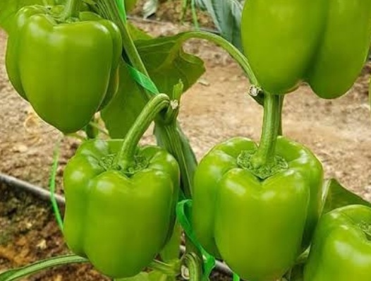 فروش فلفل دلمه ای