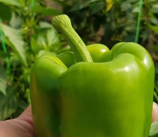 فروش فلفل دلمه ای فسفری