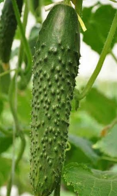 فروش خیار خاردار