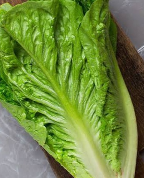 فروش کاهو ایرانی - رومانو