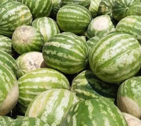 فروش هندوانه