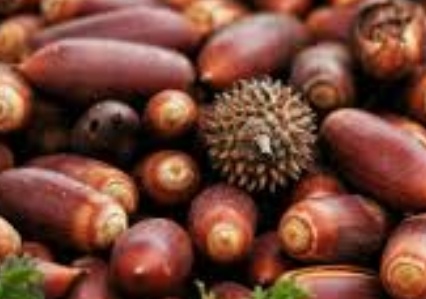 فروش بلوط (گیاه‌ دارویی)