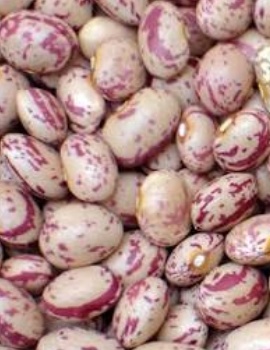 فروش لوبیا چیتی