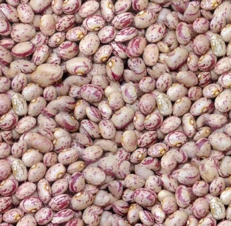 فروش لوبیا چیتی