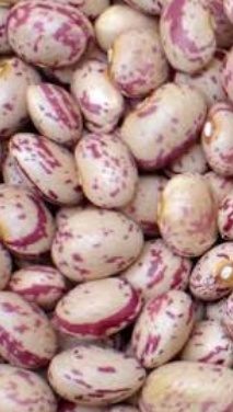 فروش لوبیا چیتی