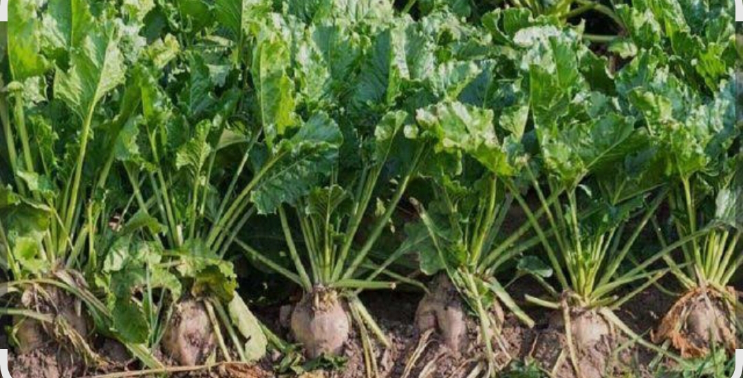 فروش چغندر قند