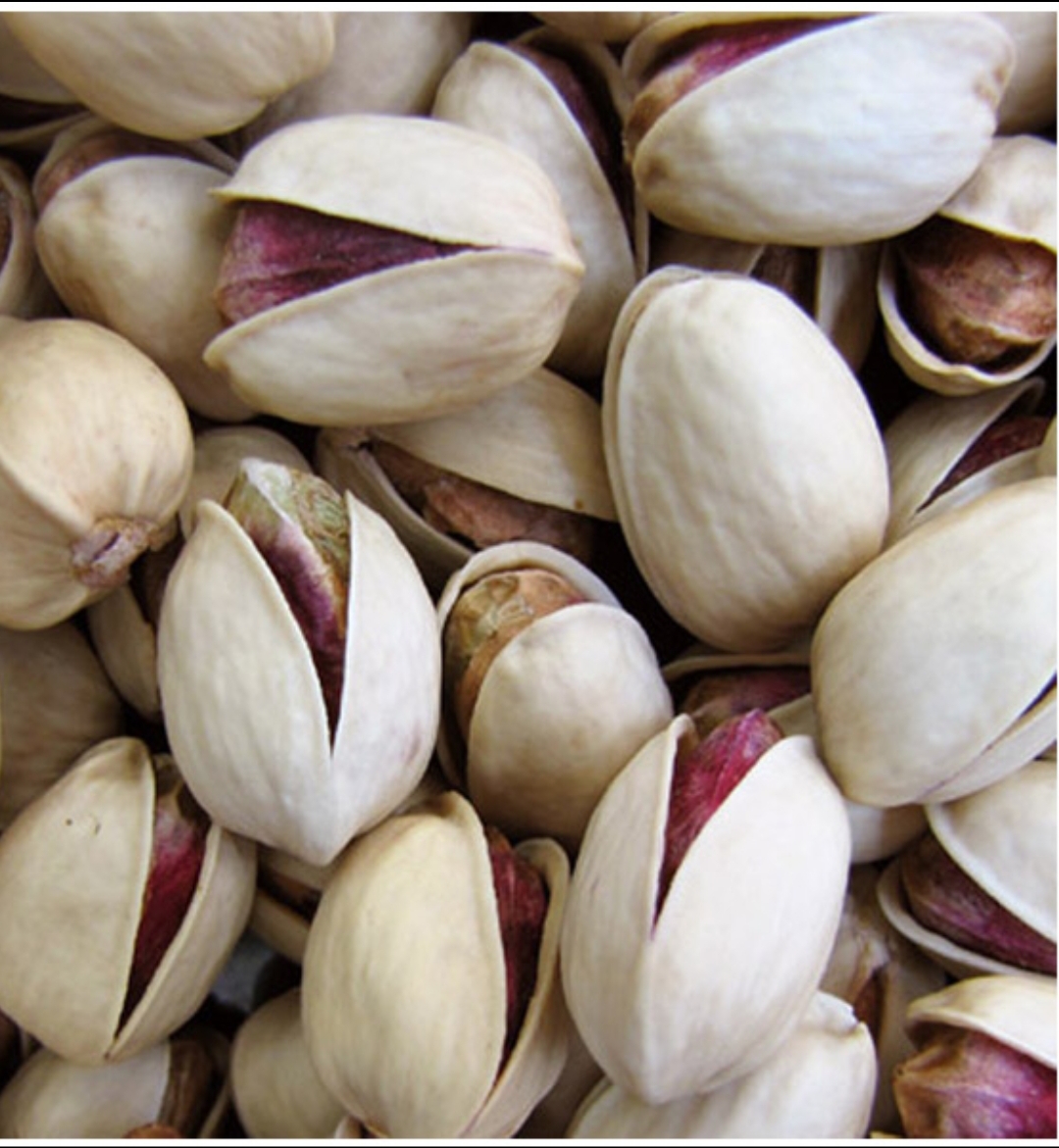 فروش پسته فندقی