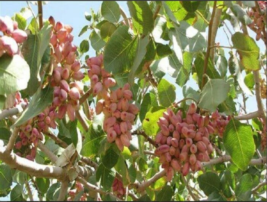 فروش پسته فندقی