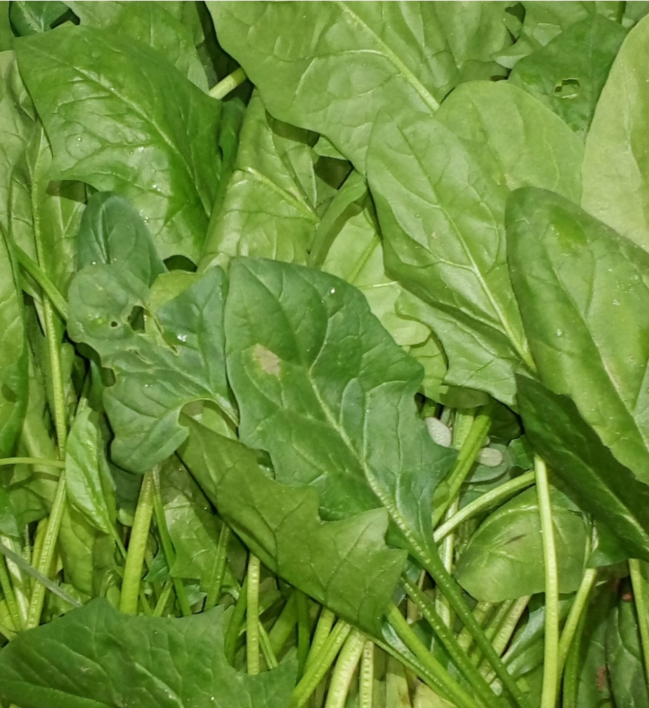 فروش اسفناج