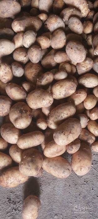 فروش سیب زمینی