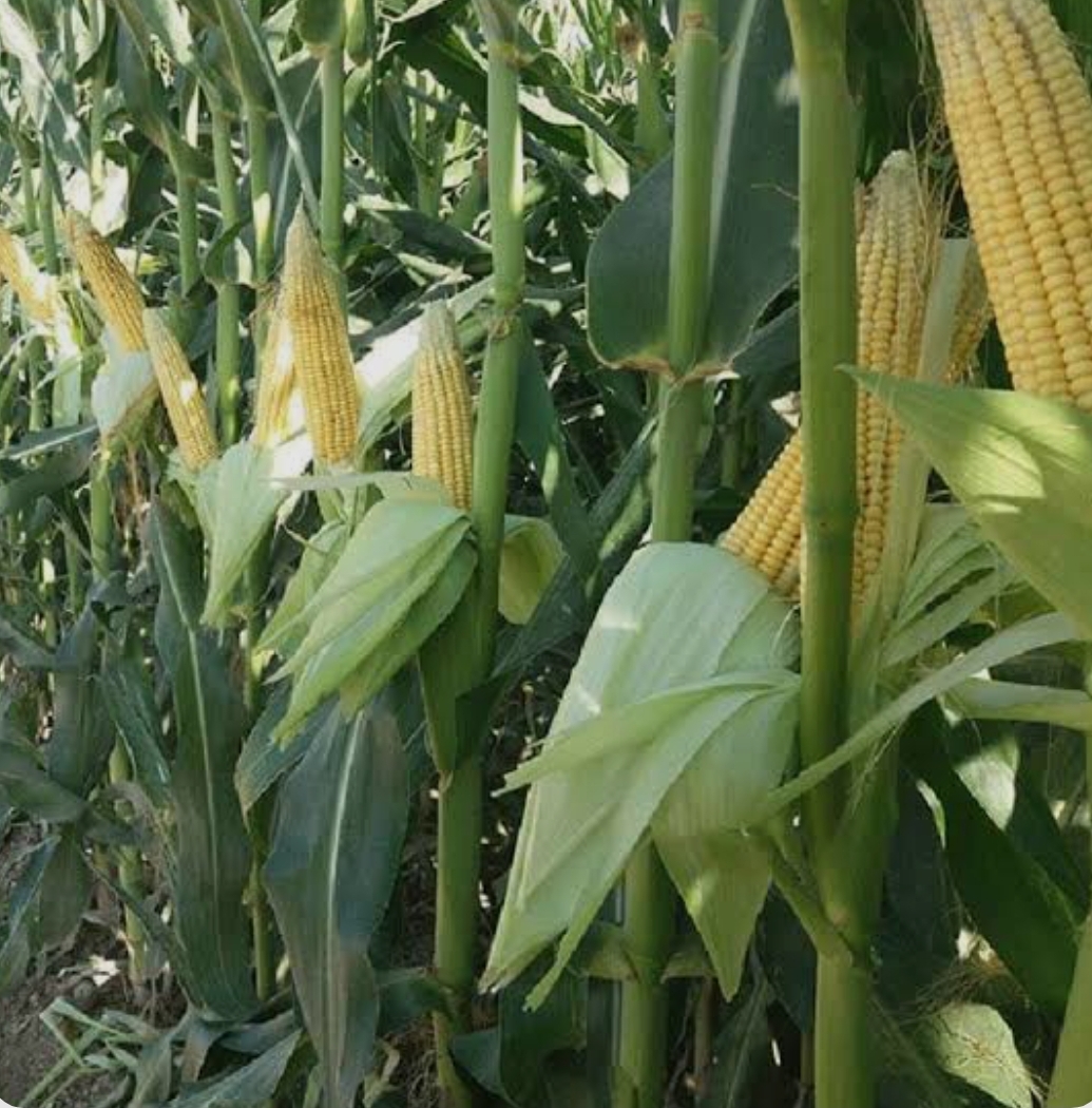 فروش ذرت علوفه ای