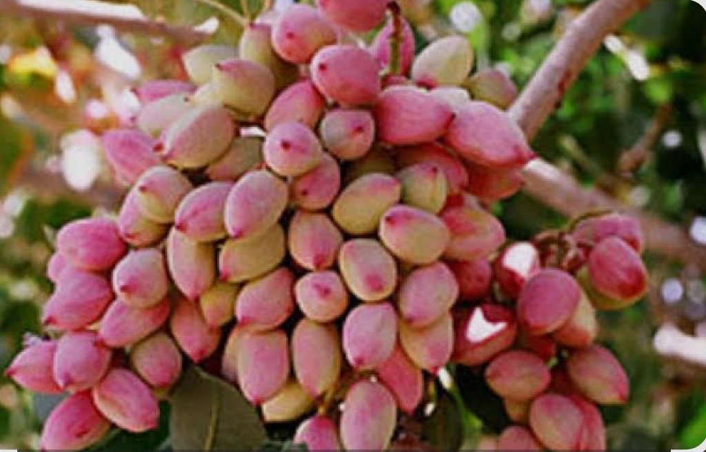 فروش پسته قزوینی