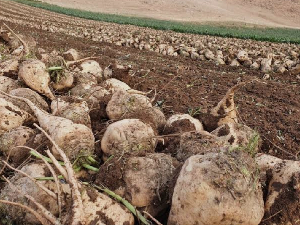 فروش چغندر قند