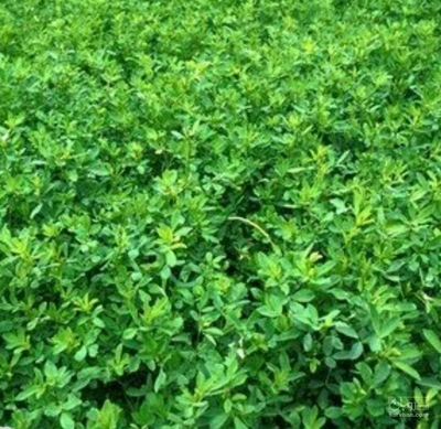 فروش یونجه