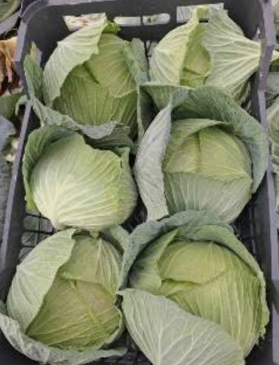 فروش کلم پیچ