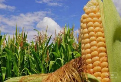 فروش ذرت علوفه ای