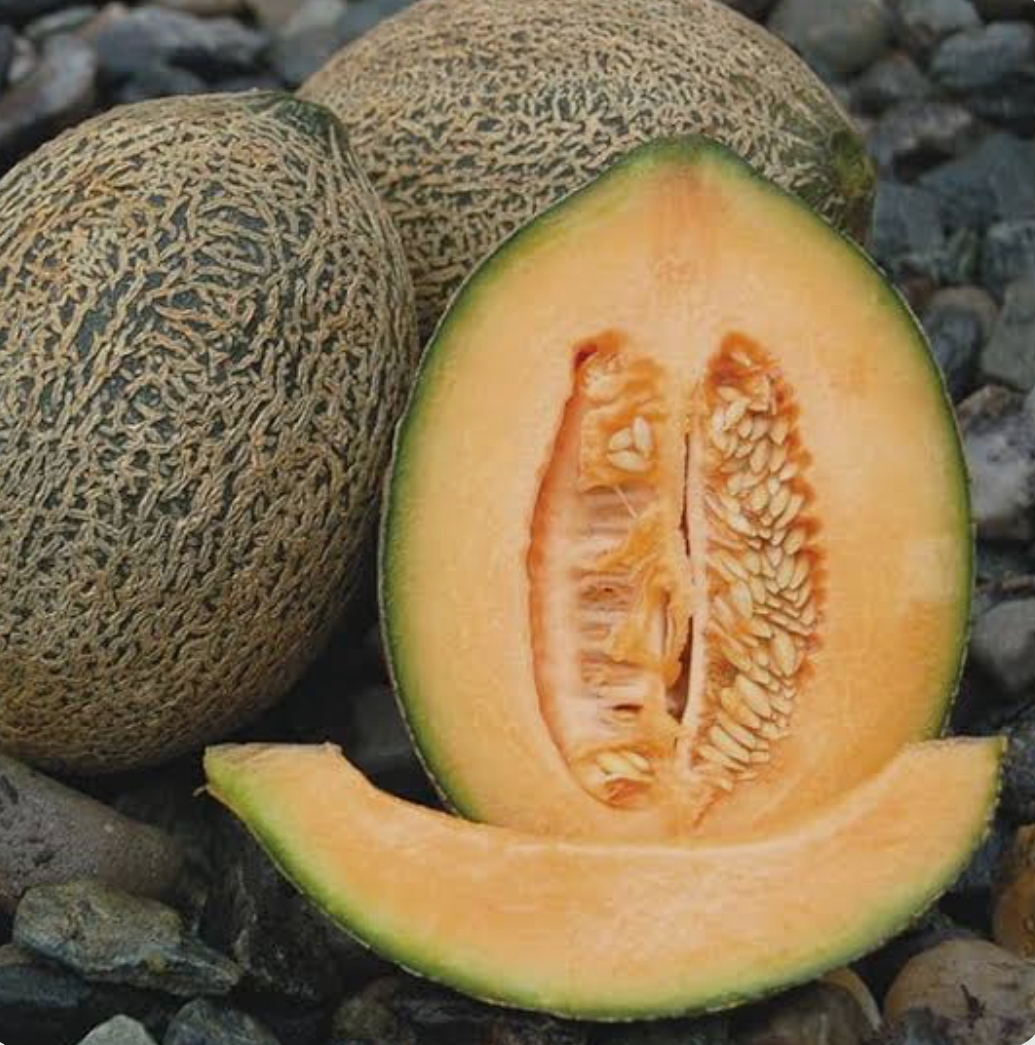 فروش خربزه گرمک