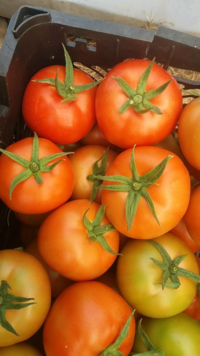 فروش گوجه فرنگی