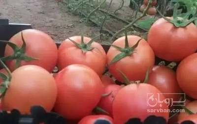 فروش گوجه فرنگی دافنیس