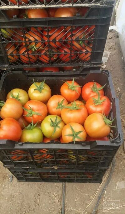 فروش گوجه فرنگی