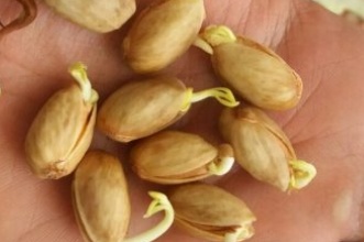 فروش پسته بذری