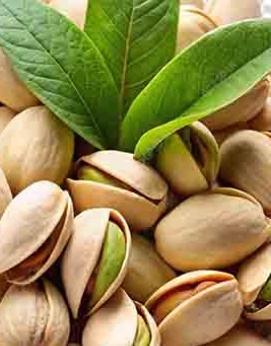 فروش پسته اکبری