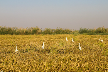 فروش  شلتوک برنج