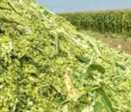 فروش ذرت علوفه ای