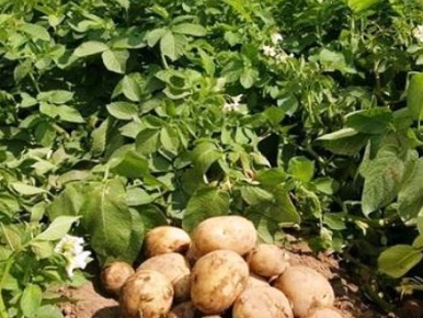 فروش سیب زمینی