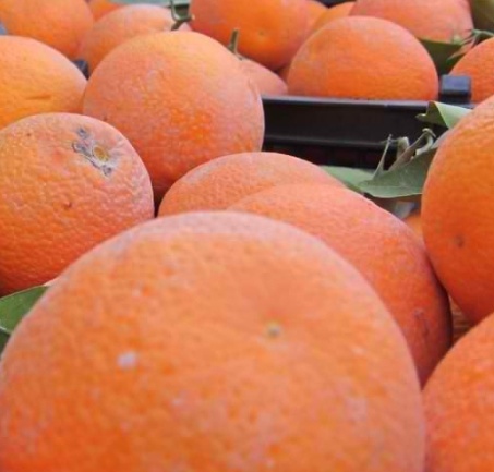 فروش پرتقال