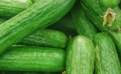 فروش خیار گلخانه ایی