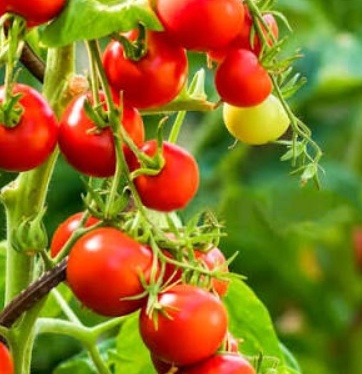 فروش گوجه فرنگی