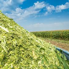 فروش ذرت علوفه ای