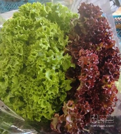 فروش کاهو فرانسوی